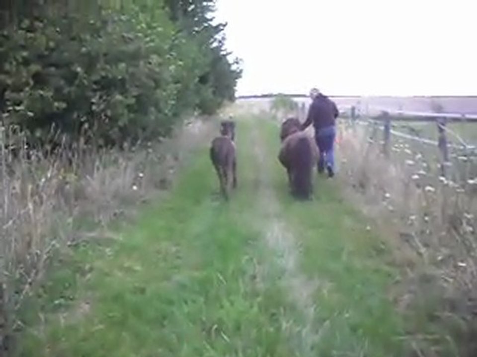 Pouliche Shetland X Mérens 2 mois. 6) 24/07/2011. SDC11193