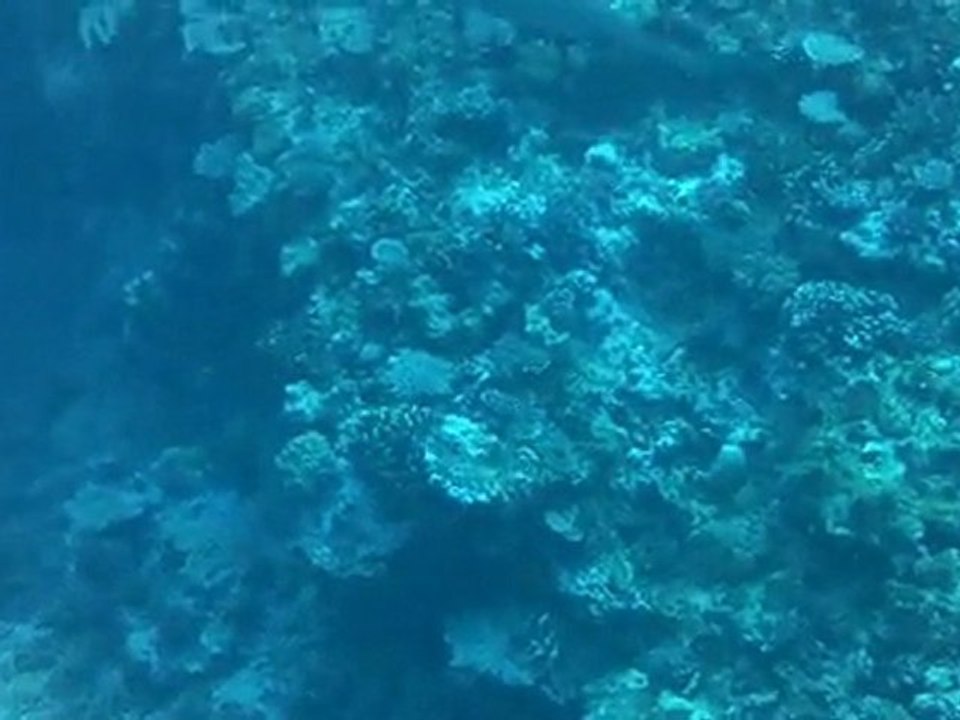 Requin pointe blanche 2