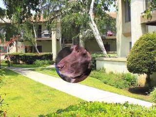 Monterey Villas Apartments in Highland, CA - ForRent.com