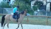 P1410605 CHEVAL - ECURIES HABAS - Cours d'équitation