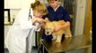 Croton Animal Hospital | Veterinarian Croton on Hudson New York | Putnam County Vets