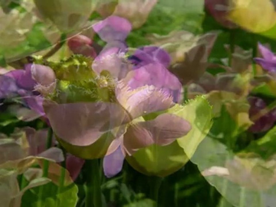 Come le viole - Peppino Gagliardi