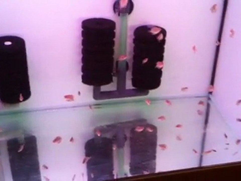 20 Günlük Leopar Yavrular