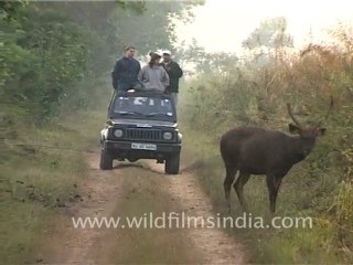 Sambhar in front of safari Jeep