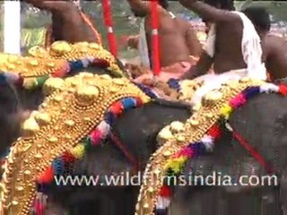 Elephant Festival in Kerala Part 3