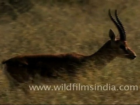 Animals in Tal Chappar Sanctuary