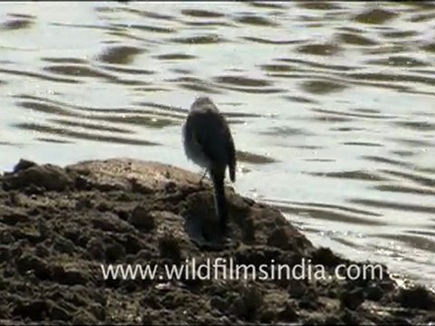 Animals in Tal Chappar Sanctuary, Rajasthan