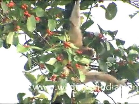 Hoolock Gibbon Playing In Tree Branches