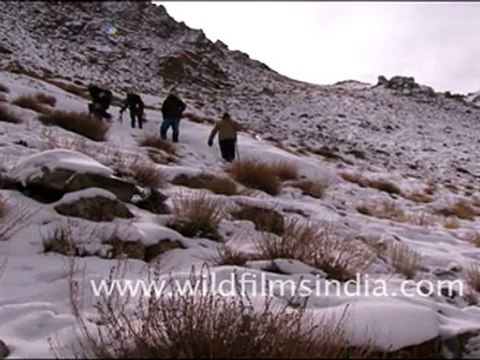 Trekking in Ladakh