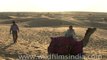 Sam Sand Dunes - Camel Safari