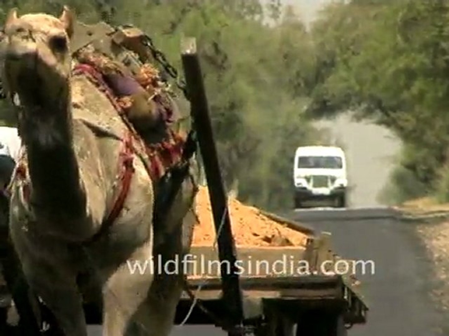 ⁣Camels Transport  Alwar in Rajasthan