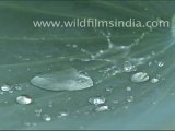 Water tends to naturally clump into small droplets