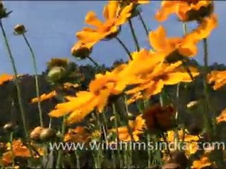 Yellow Cosmos Flowers in the Himalaya