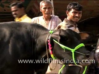 Cows in Sonepur Mela
