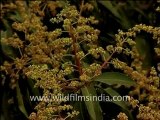 Flora in Arunachal Pradesh