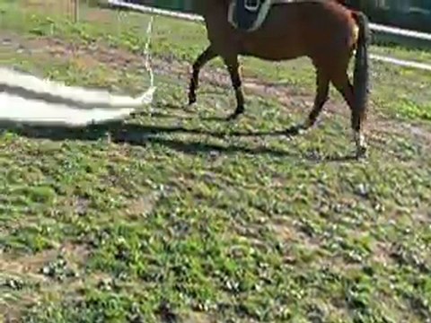 U'Two séance longe sellé + filet