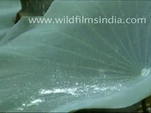 Water droplets on Lotus Leaves