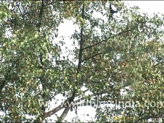 Hoolock Gibbon in Arunachal Pradesh