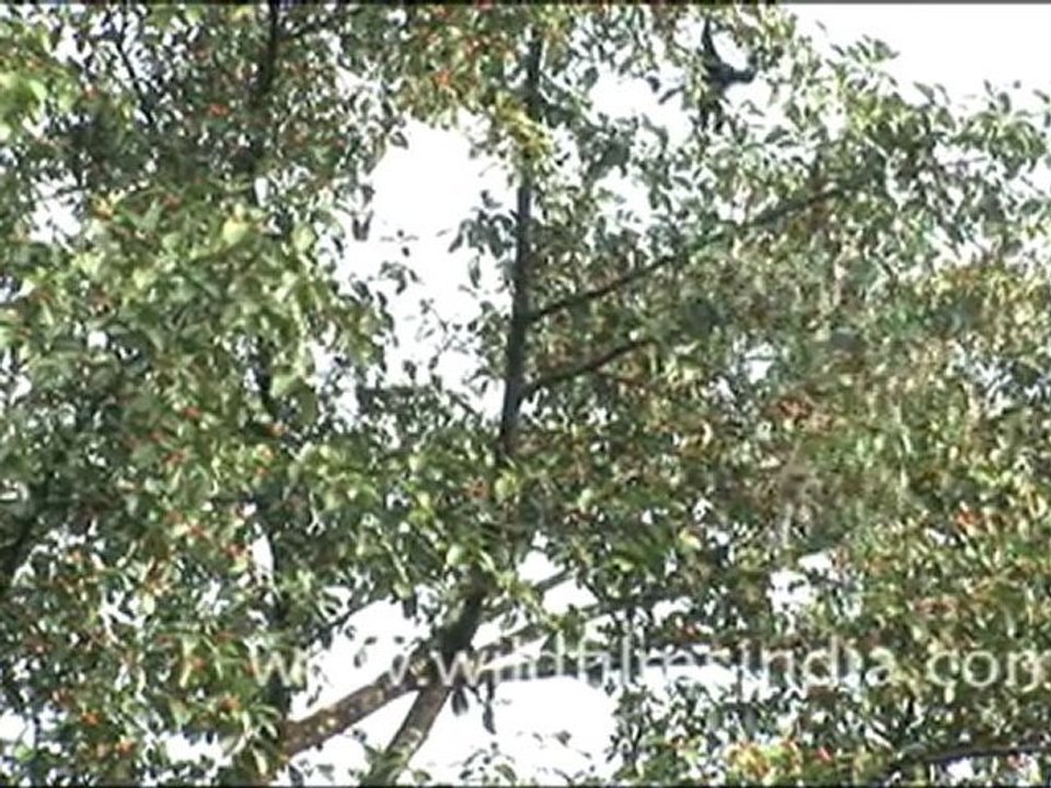 Hoolock Gibbon in Arunachal Pradesh