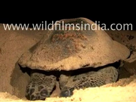 Olive ridley turtle protecting its eggs in Orissa, India
