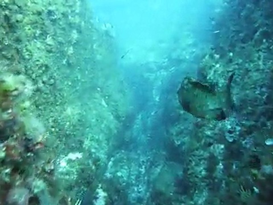 Qui nage le plus vite?