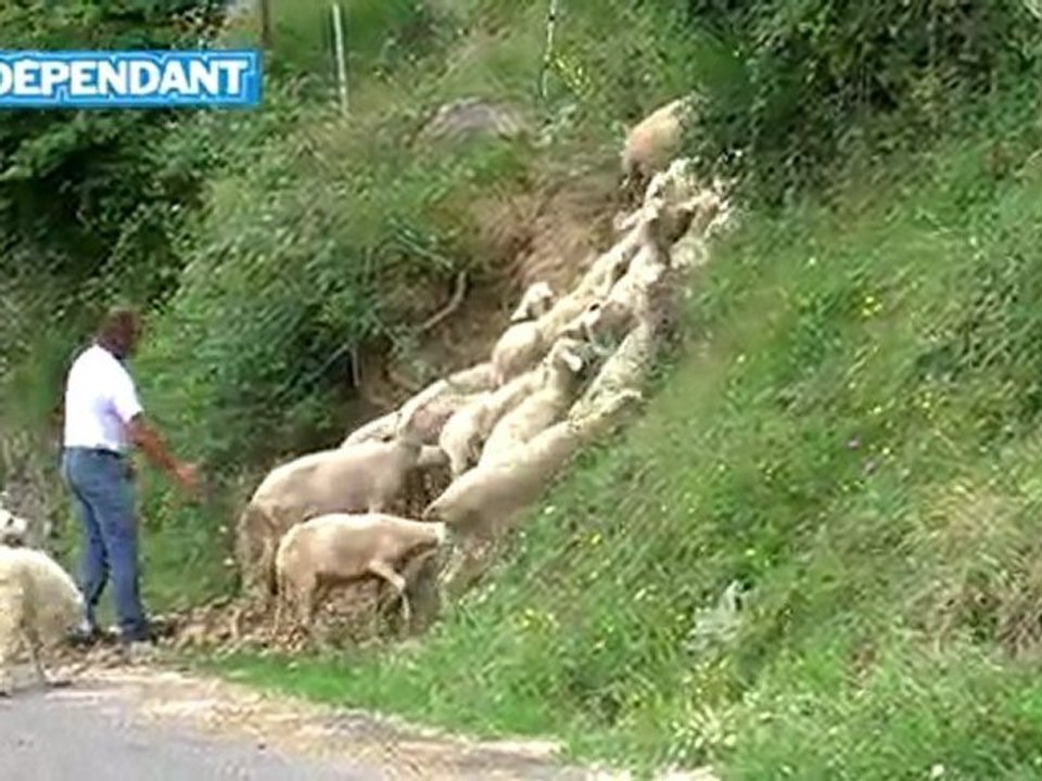 Même plus peur du Patou, ce chien au mordant "intelligent" !