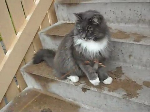 Film på Revis 25 Juli - 11. Med musik.