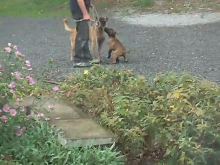 les malinois