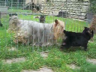 GALINA essaie de rejoindre sa maman........