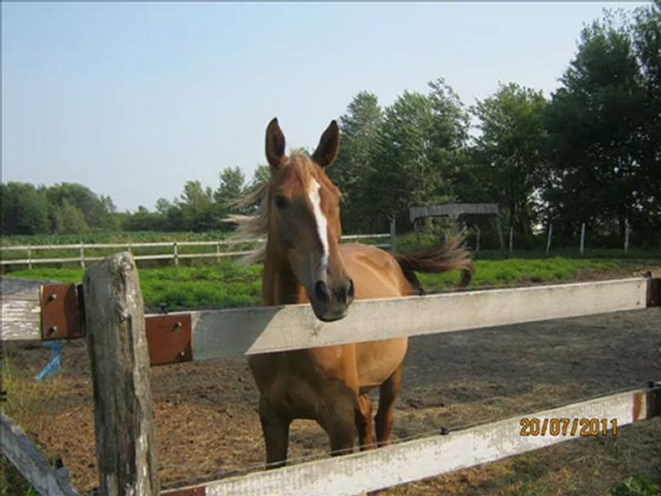 mon grros cheval d'amour