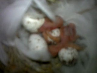 Hirondelles nid 16 éclosion oeufs 050620111059