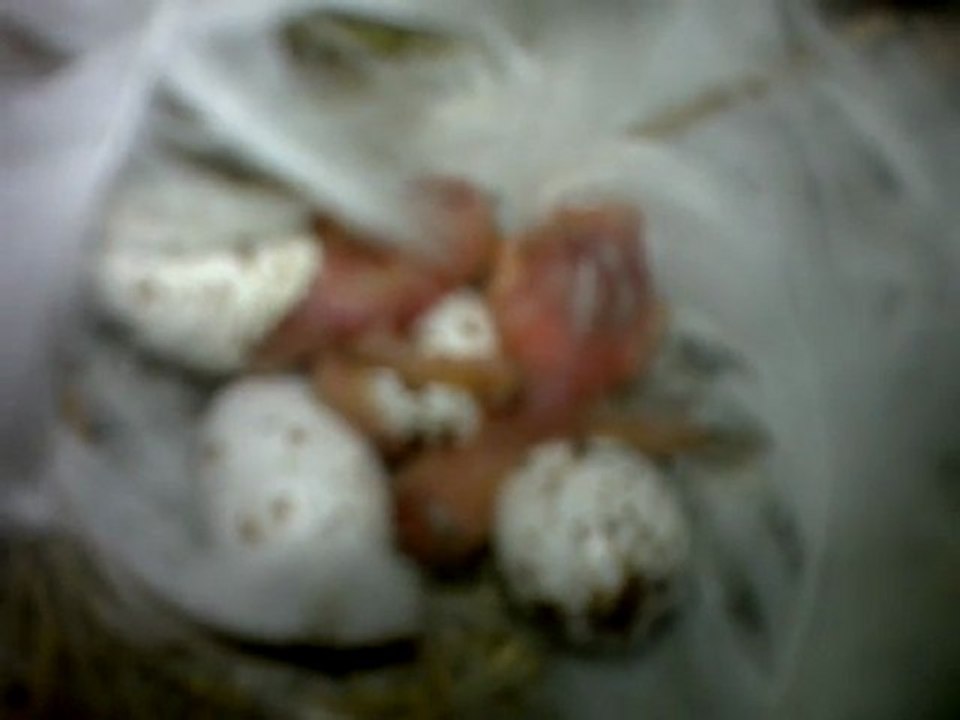 hirondelles nid 16 éclosion oeufs 050620111060