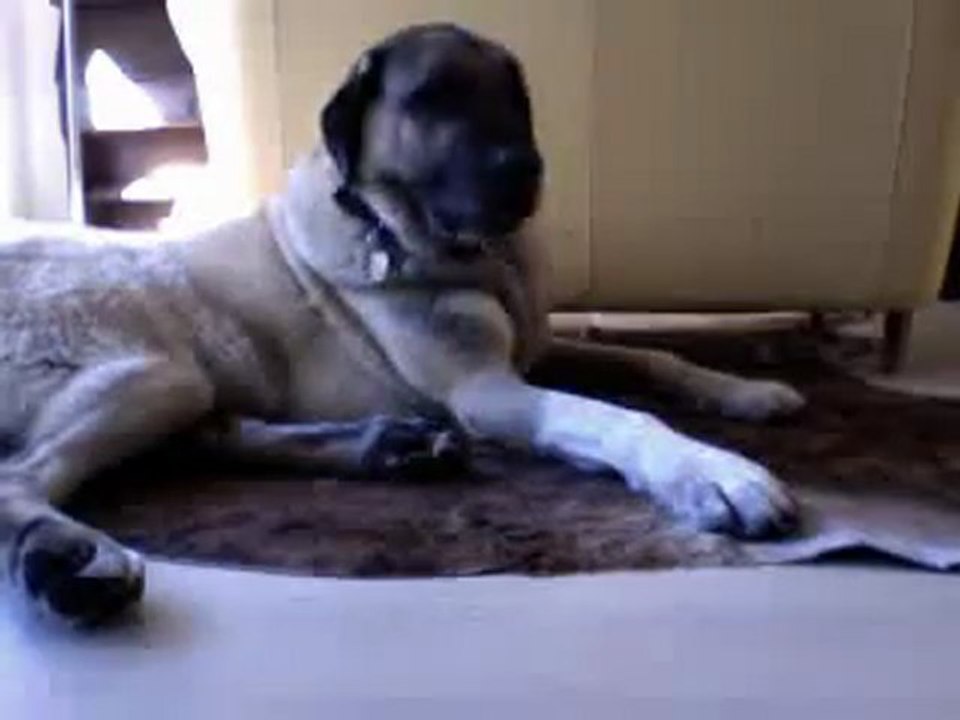 Leo on webcam