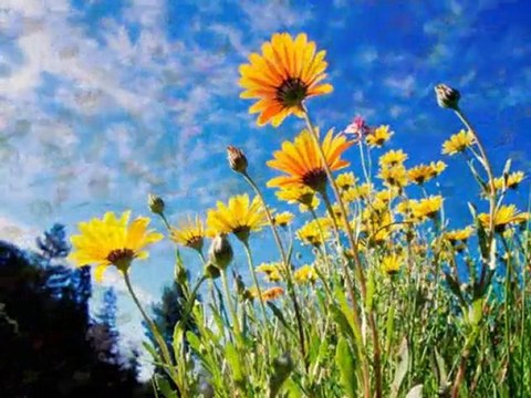 FARID FARJAD-FİKRİMİN İNCE GÜLÜ