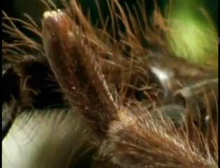 Deadly Tarantula Courtship