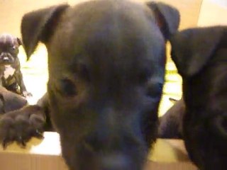 chiots staffies 6 semaines