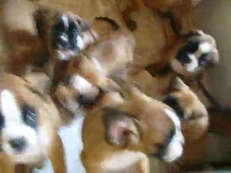 chiots a plus de 7 semaine