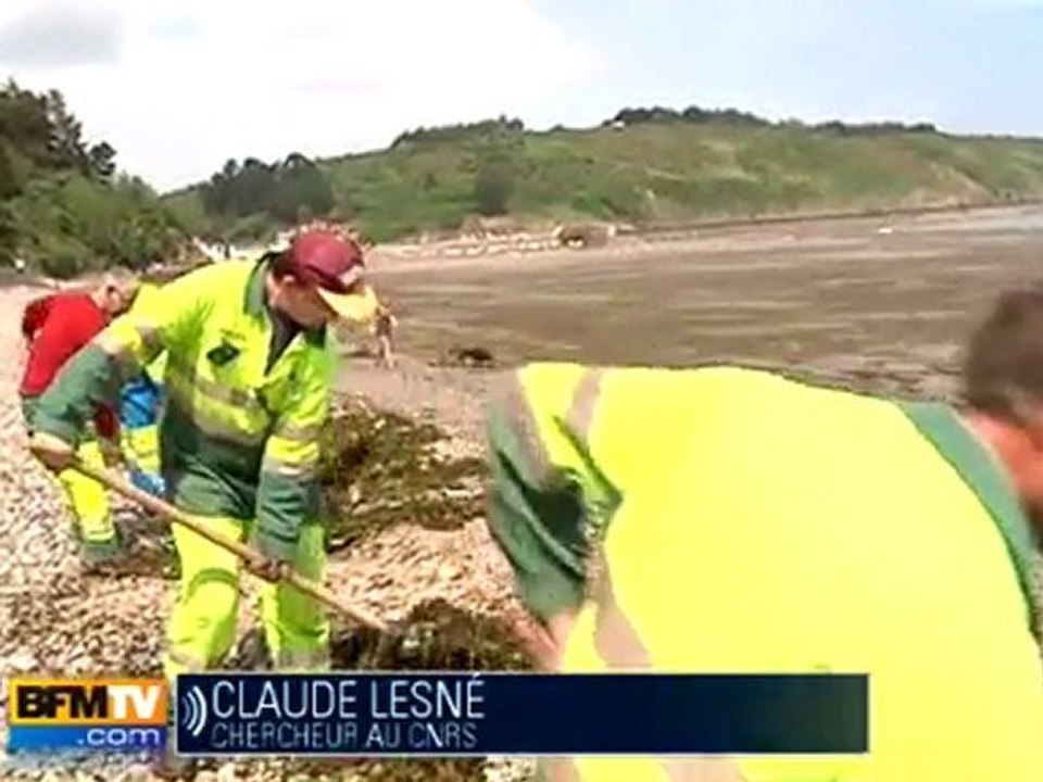 Algues vertes : les risques pour la santé