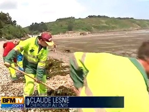 Algues vertes : les risques pour la santé