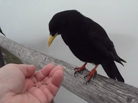Choucas apprivoisés au Mont Pilate, Lucerne, Suisse