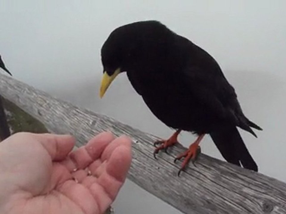 Choucas apprivoisés au Mont Pilate, Lucerne, Suisse
