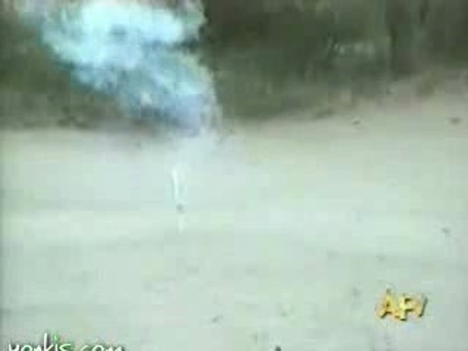 Dog firework