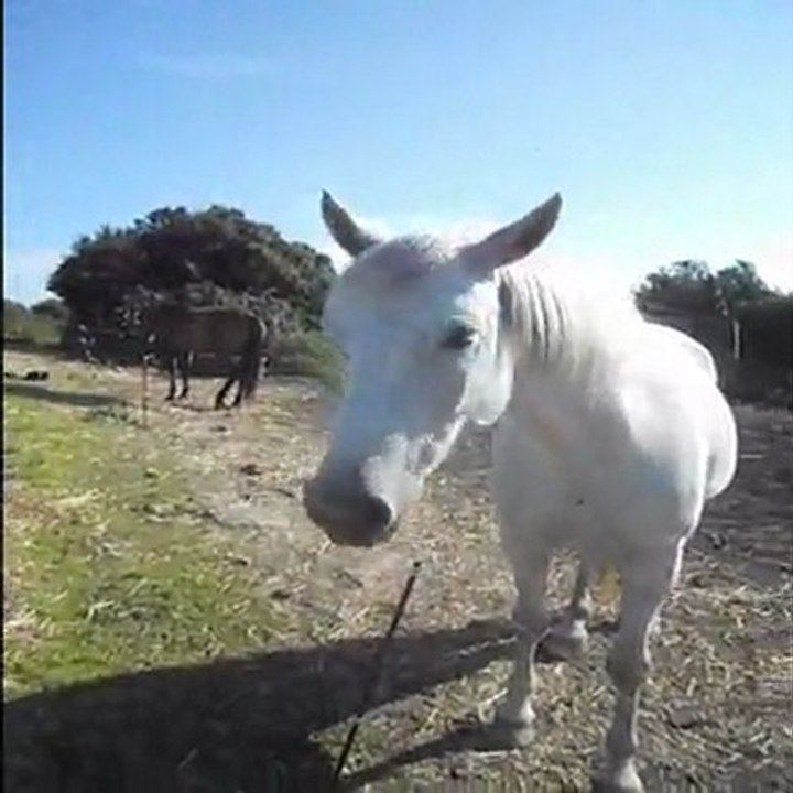 Moly aime trop les mélanges de foin et d'herbe ! ;)