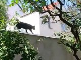 Die Katze auf dem kalten Blechdach