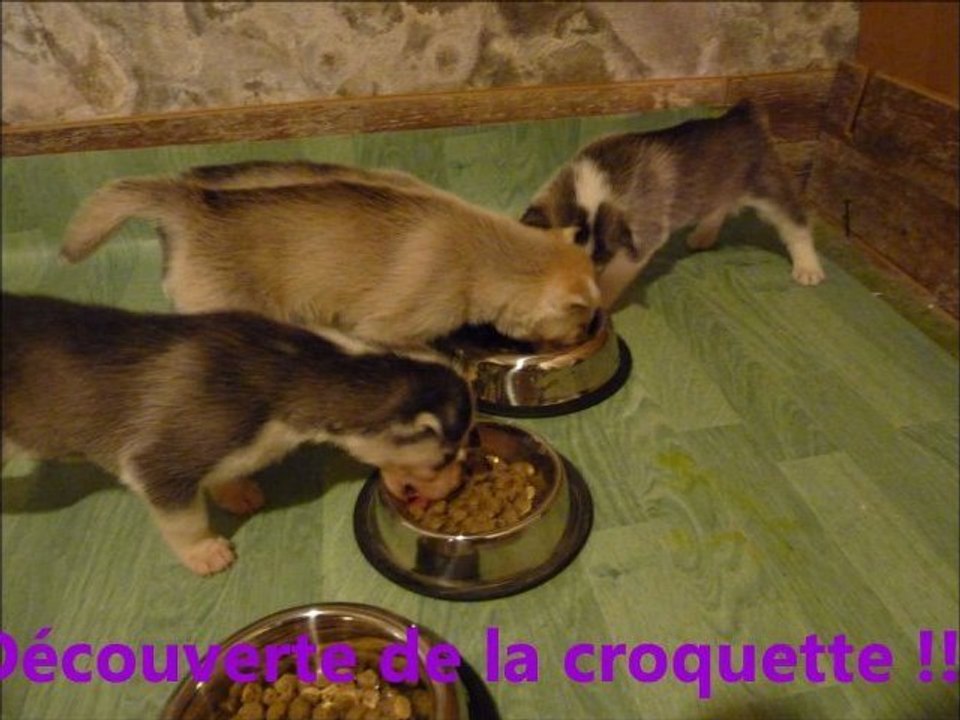 découverte des croquettes par les chiots de Capone