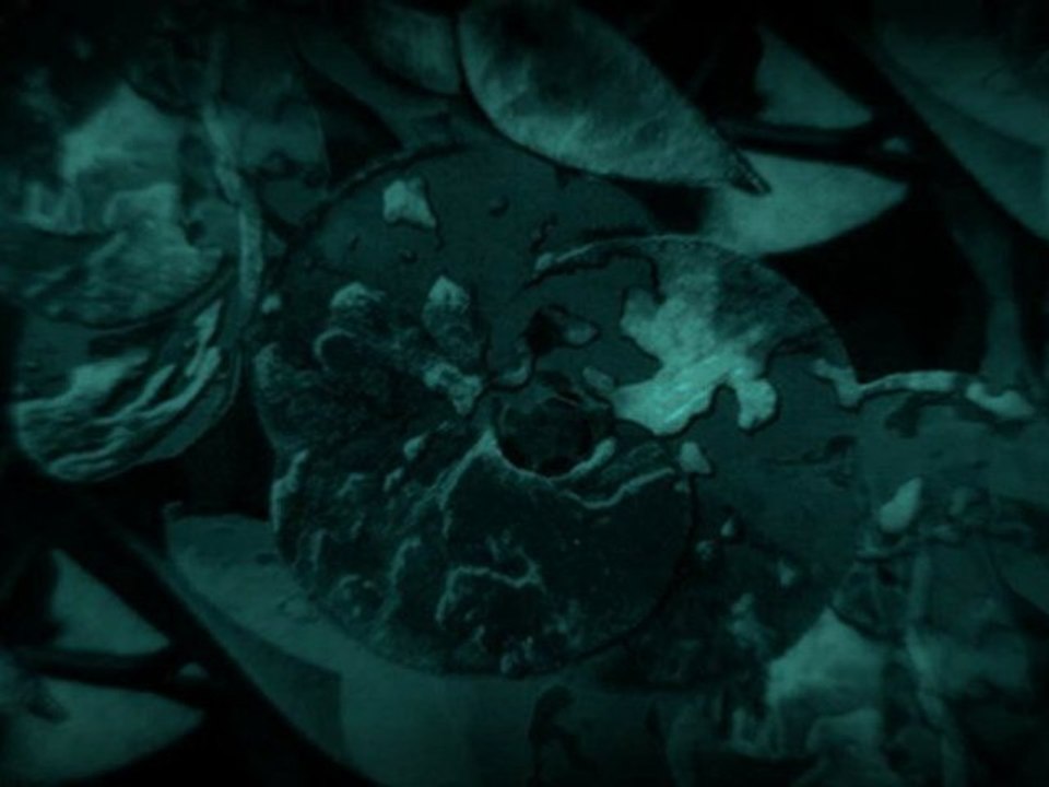 flowers in the rain