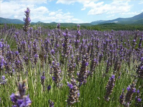 Boucle de Comps (26 Drôme provençale )