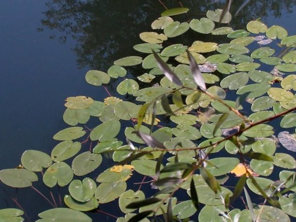 Balade dans le Ried alsacien