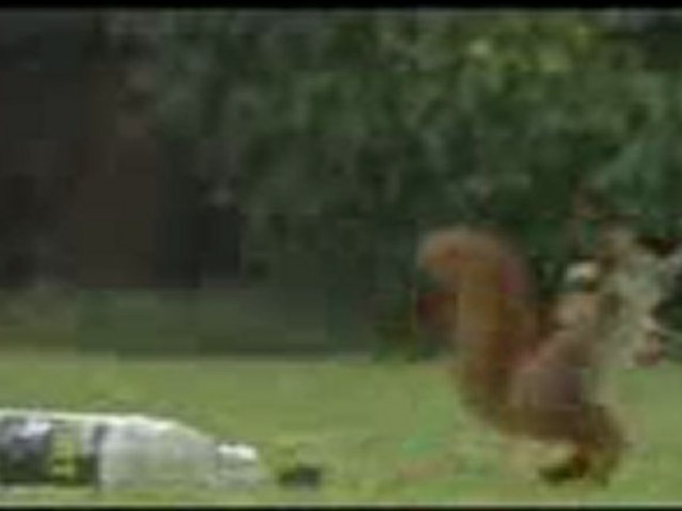 squirrel-playing-football.3gp