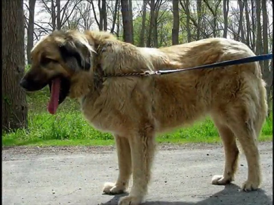 Images of the Anatolian Shepherd Dog Breed